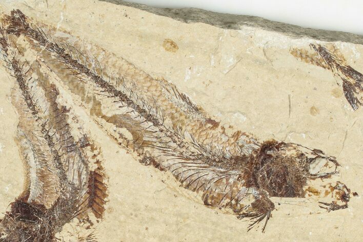 Two Cretaceous Fossil Fish (Scombroclupea) with Pos/Neg - Lebanon #201345